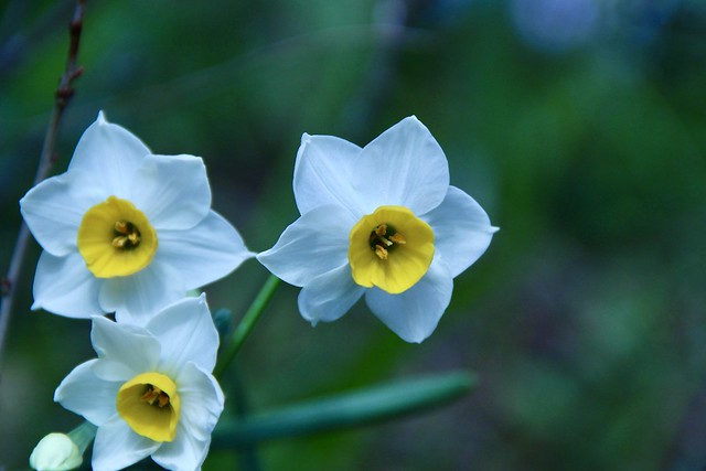 Japanese daffodil