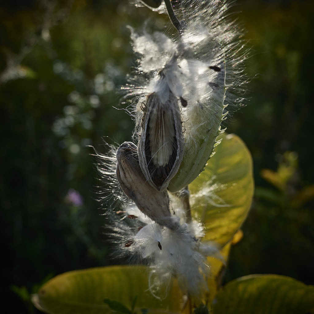 milkweed, 9-22-2021 (1)