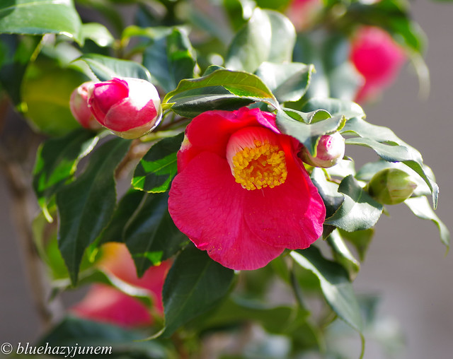 Camellia Sasanqua #3