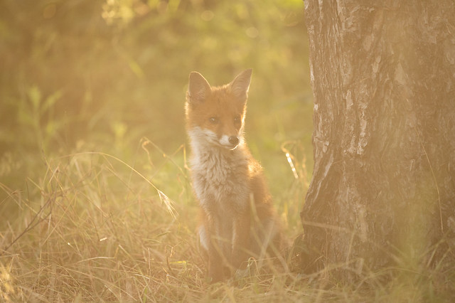 Backlit foxy