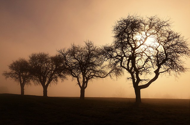 And who would say that a row of trees in the misty sun can look so magical