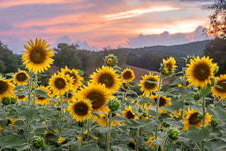 Sunflower Sunset IV