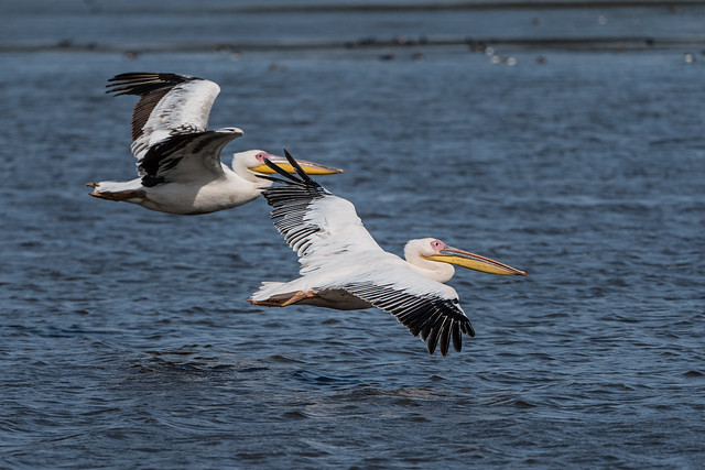 Pelicans, Hula lake, Israel