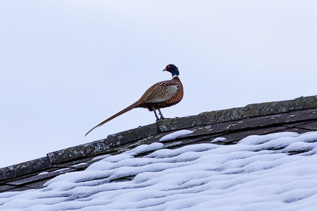 Pheasant on the roof