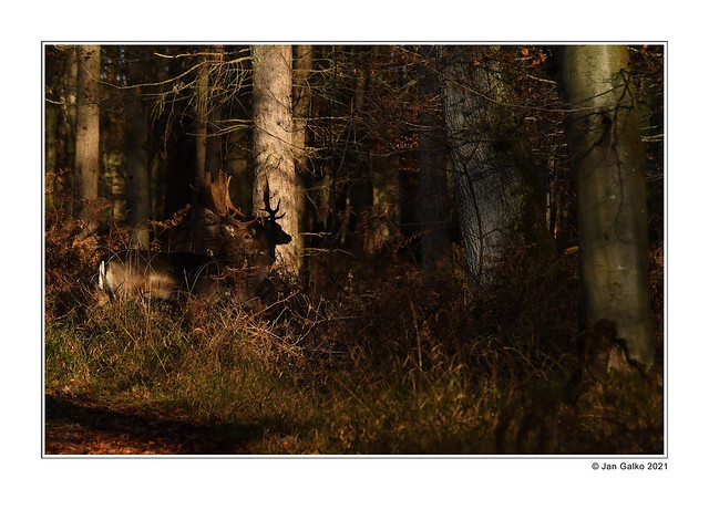 New story from the Harewood forest 2