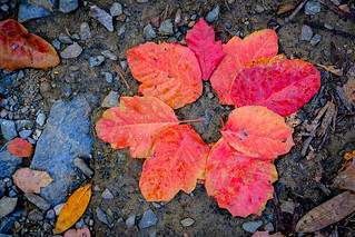 Thumbnail image for album (Oak leaves at Havey Canyon)