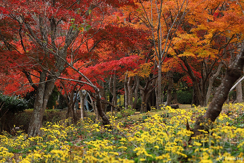 Autumn Color at Kouzanen Garden 2021