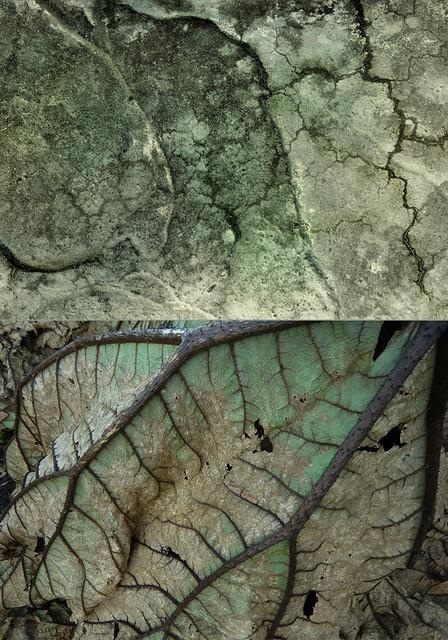 abstract diptych of cracked cement wall with a Gunnera leaf in winter
