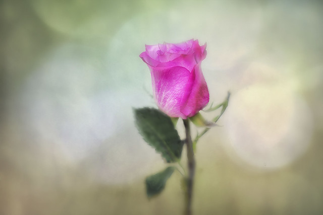 Textured Pink Rose