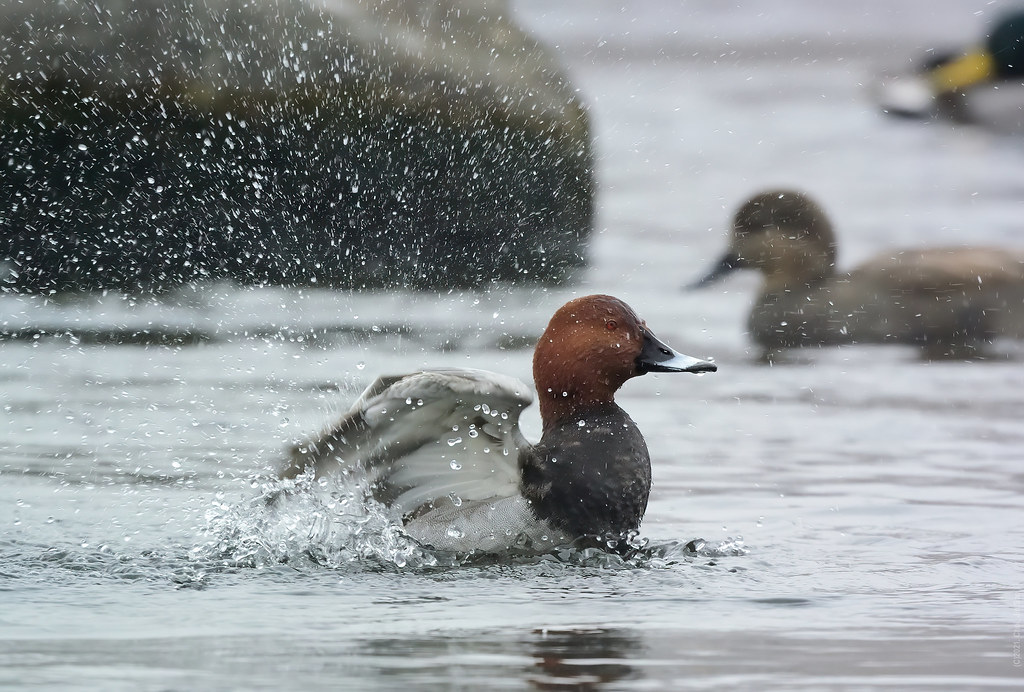 Common Pochard_Male (흰죽지_수컷)_211211