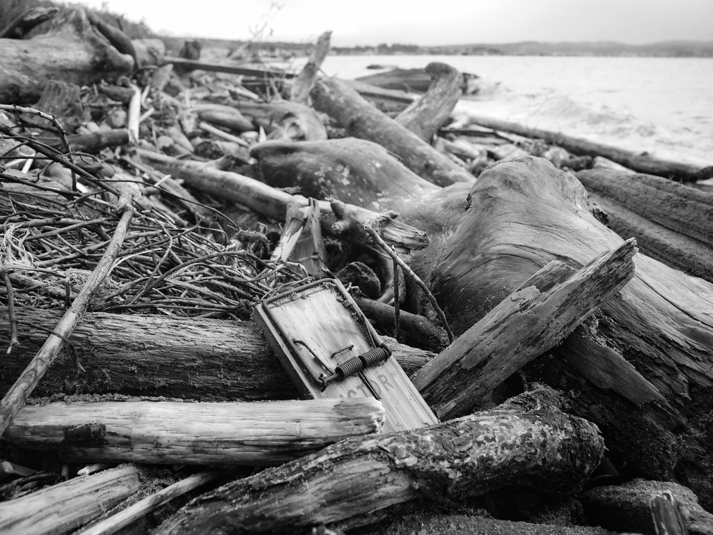 Beach after Gale Rat Trap.35PCN | 35mm/3.5 Nikkor 35mm PC sh… | Flickr