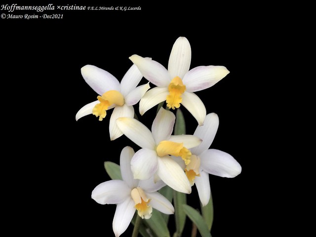 Hoffmannseggella ×cristinae F.E.L.Miranda & K.G.Lacerda