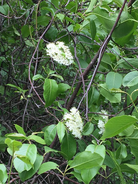 Beautiful flowering shrubs or trees on Duffins Trail in Discovery bay , Martin’s photographs , Ajax , Ontario , Canada , June 15. 2019