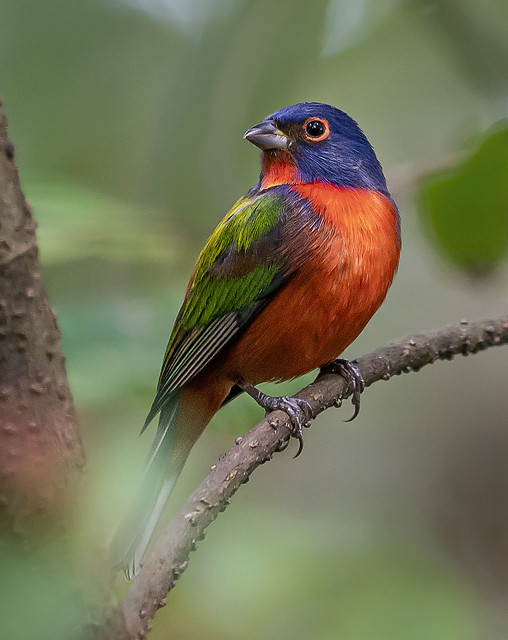 Painted Bunting, Green Cay nature Preserve.