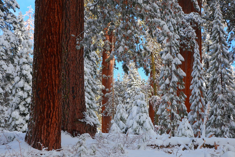 IMG_2480 Grant Grove after Snow Storm, Kings Canyon National Park