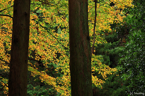 Autumn Color at Kouzanen Garden 2021
