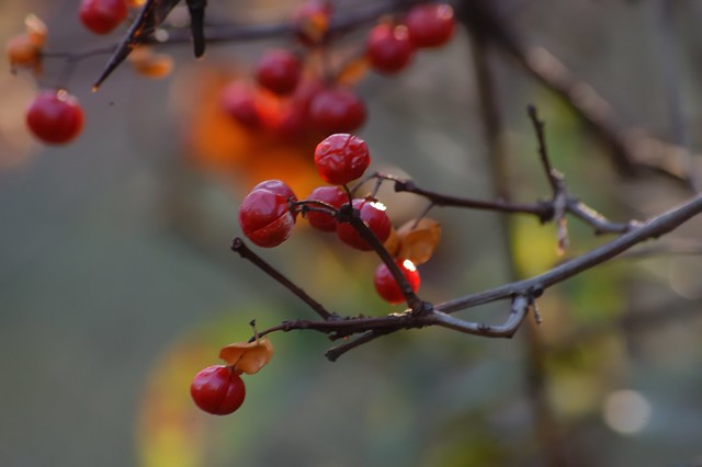 Late Fall Berries_7040