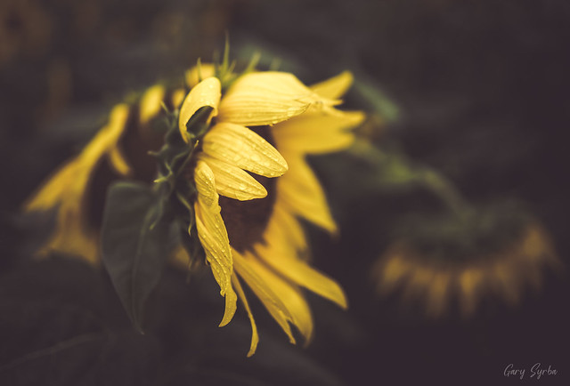 Sunflower - Sad