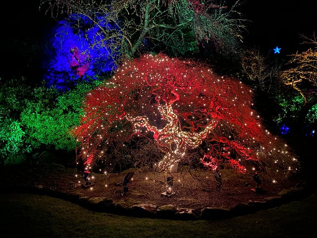 Lighted tree at Butchart Gardens