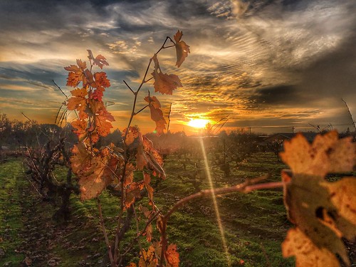 11december2021 edited sierranevadafoothills california northerncalifornia vineyard winery sunset clouds weather