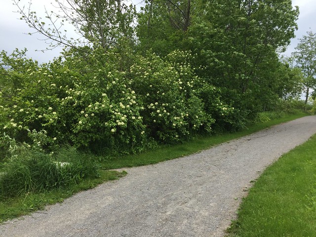 Beautiful flowering trees on Duffins trail in Discovery bay , Martin’s photographs , Ajax , Ontario , Canada , June 15. 2019