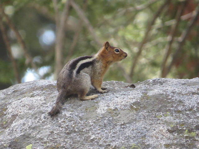 Golden-mantled Ground Squirrel- Sequoia National Park (1)