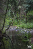 River Belá nearby Vavrišovo | Rivier Belá nabij Vavrišovo, © Arno Lucas