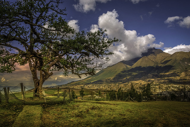 Ancient Tree and Volcanoes (Explore)