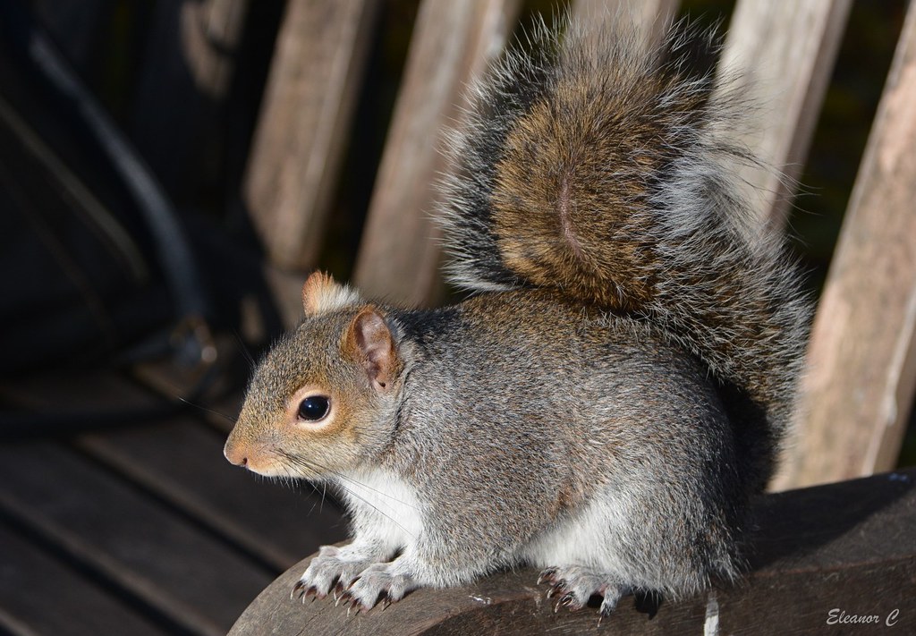 Squirrel on a Bench HBM