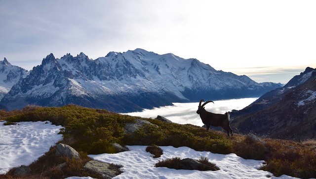 Silence en altitude - Peace in the Alps