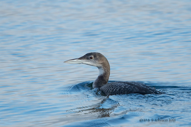 Great Northern Diver, Gavia immer