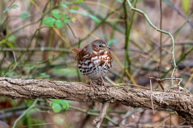 fox-sparrow-near-feeders-9370