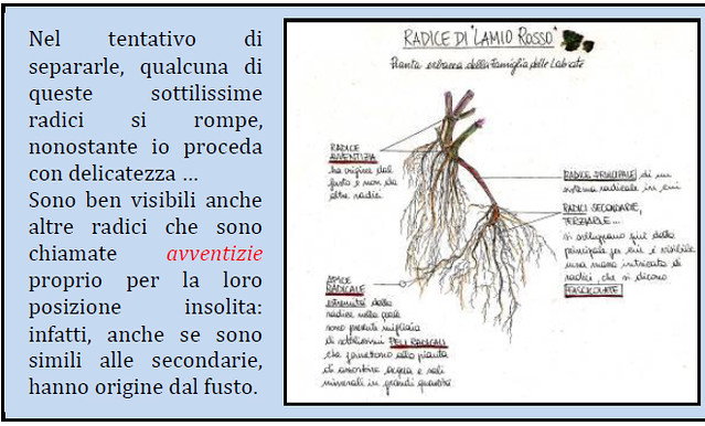 Fig. 7. Descrizioni e disegno della radice di Lamium purpureum realizzati da uno studente di Scienze della formazione primaria durante l’attività confronto tra zolle.