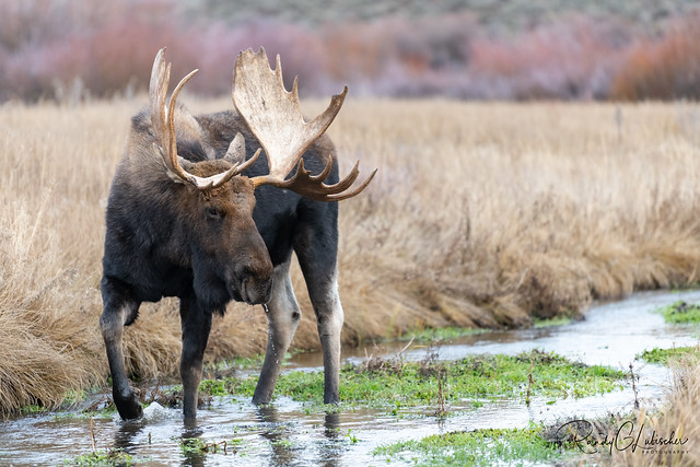 Moose of Grand Teton | Alces alces | 2021 - 25