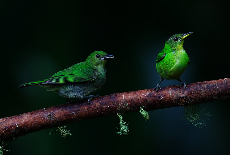 Green Honeycreeper-Chlorophanes spiza_Ascanio_W Andes Colombia_DZ3A6298