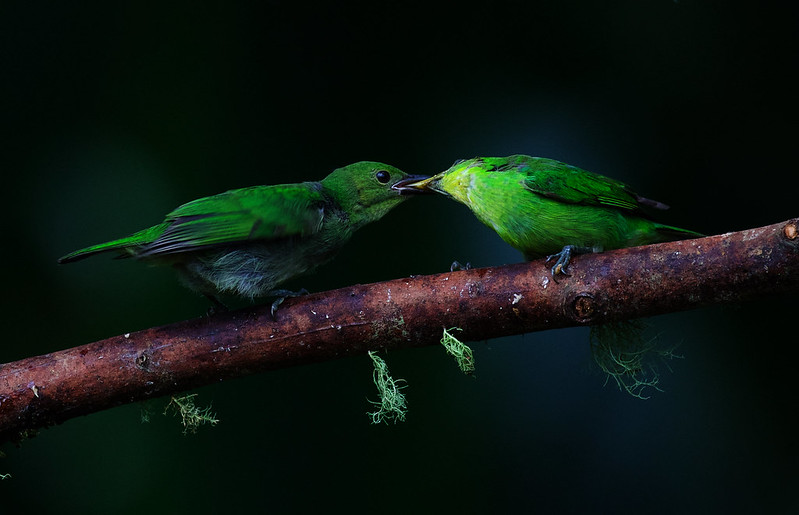 Green Honeycreeper-Chlorophanes spiza_Ascanio_W Andes Colombia_DZ3A6296