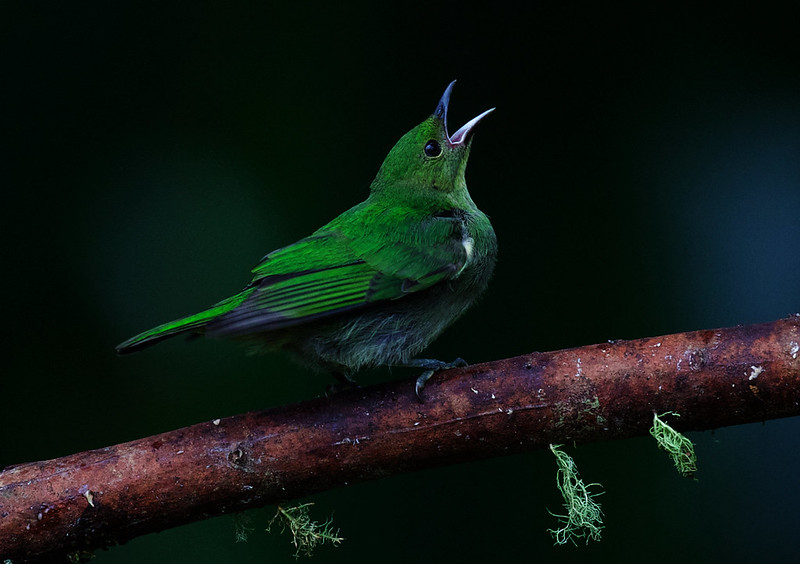 Green Honeycreeper-Chlorophanes spiza_Ascanio_W Andes Colombia_DZ3A6292