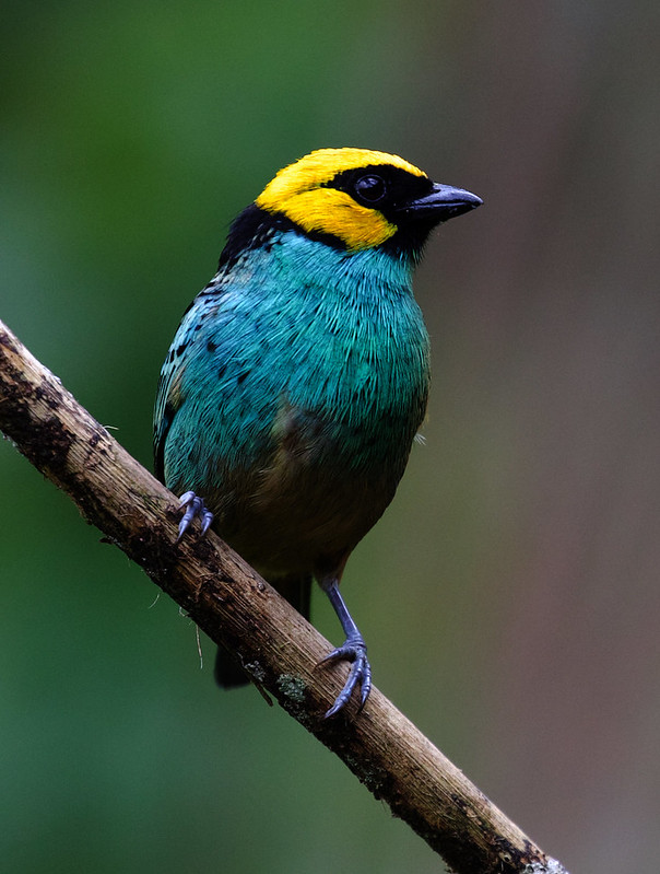 Saffron-crowned Tanager_Tangara xanthocephala_Ascanio_W Andes Colombia_DZ3A6551