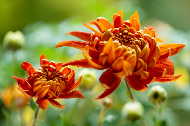 chrysanthemum 1626