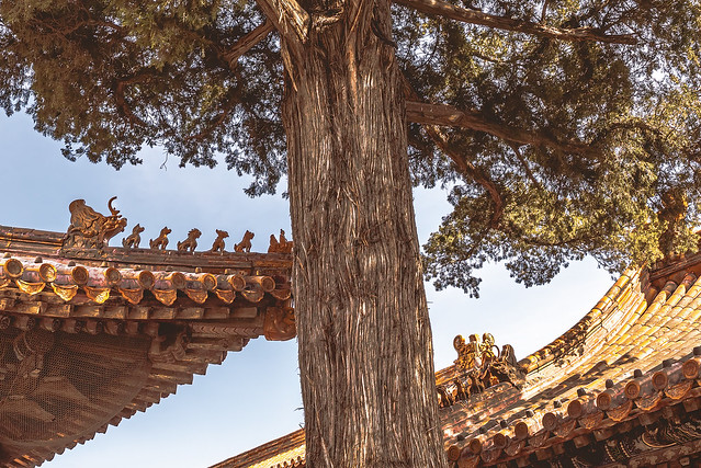 Forbidden City Tree Caravan
