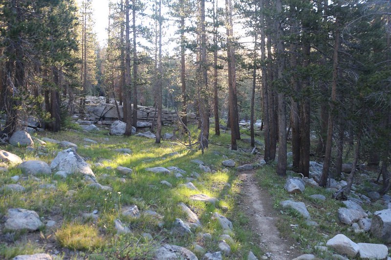 Dawn light through the pines on the Piute Pass Trail - sadly, the mosquitos really loved this terrain and elevation