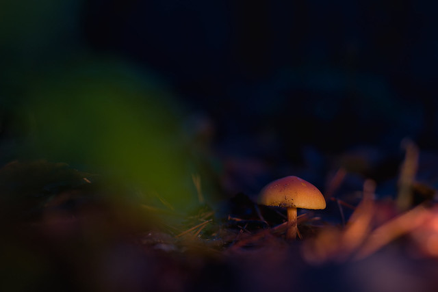 Kleiner Pilz im Dunkeln