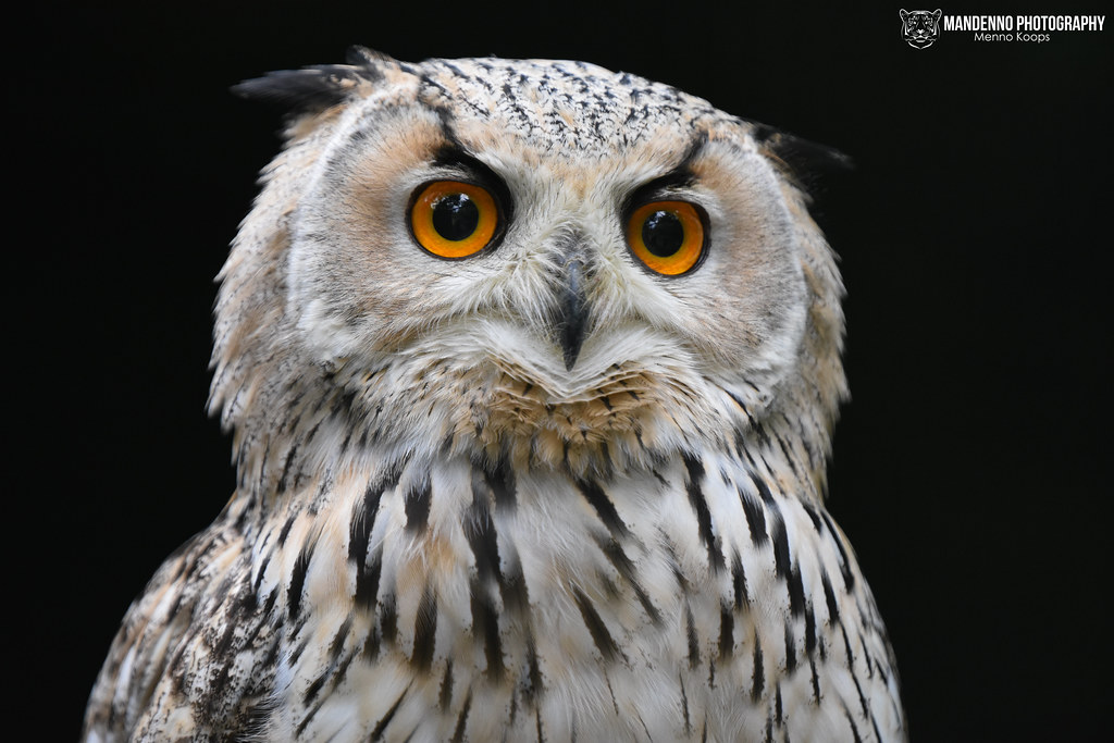 Siberian eagle owl - Pakawipark