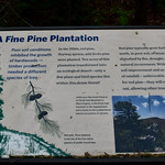 A Fine Pine Plantation 