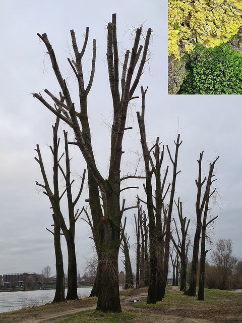 Greening Winter. Poplar Copse with Lichen and Moss, Oude Beemden,  Venlo, The Netherlands