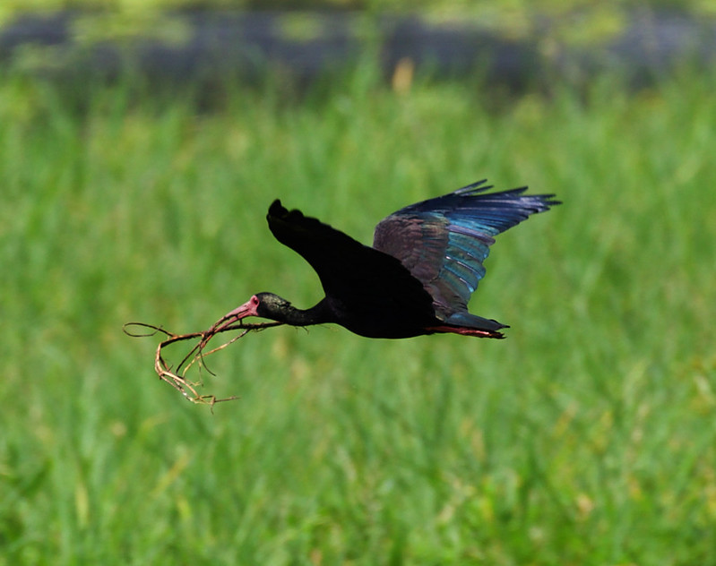 Bare-faced Ibis_Phimosus infuscatus_Ascanio_Andes W Colombia_DZ3A5571