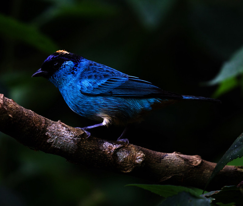 Golden-naped Tanager_Chalcothraupis ruficervix_Ascanio_W Andes Colombia_DZ3A6687