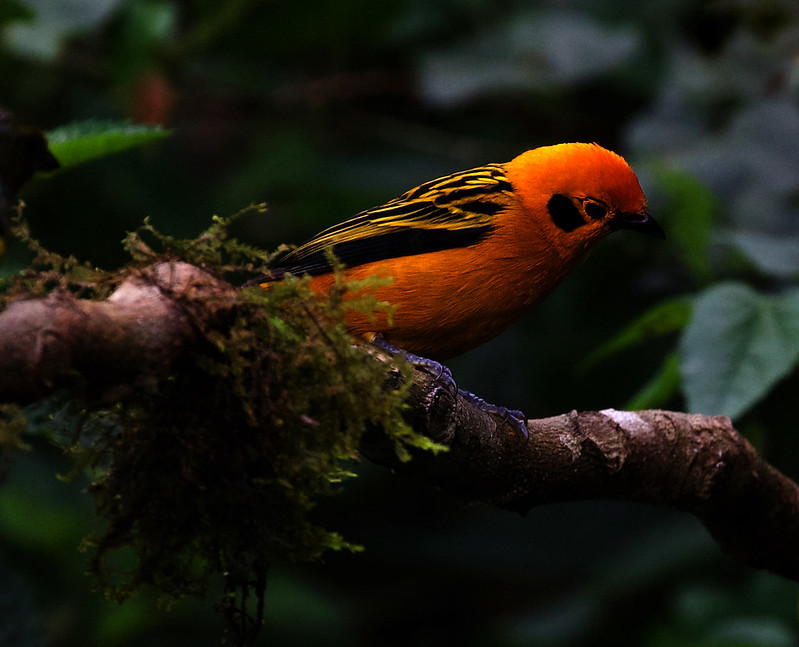 Golden Tanager_Tanager arthus_Ascanio_W Andes Colombia_DZ3A6547
