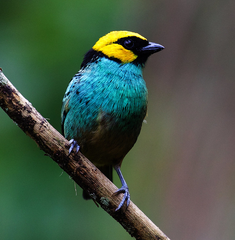 Saffron-crowned Tanager_Tangara xanthocephala_Ascanio_W Andes Colombia_DZ3A6550