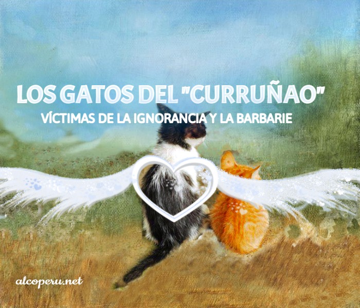 Noticias, historia y campaña contra el consumo de gatos en el Curruñao